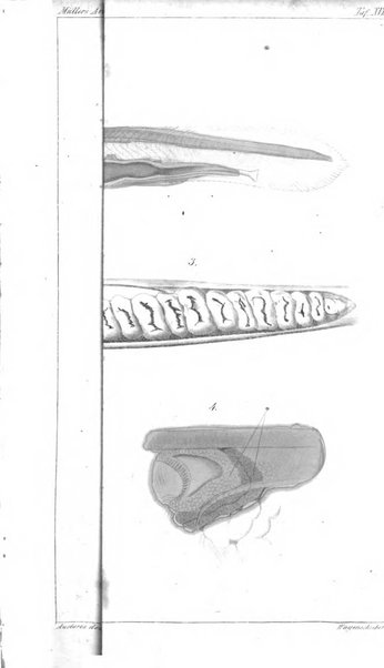 Archiv fur Anatomie, Physiologie und wissenschaftliche medizin