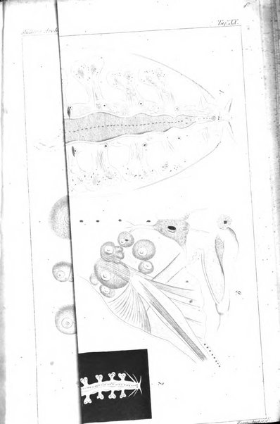 Archiv fur Anatomie, Physiologie und wissenschaftliche medizin