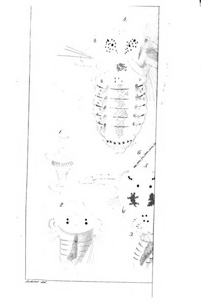 Archiv fur Anatomie, Physiologie und wissenschaftliche medizin