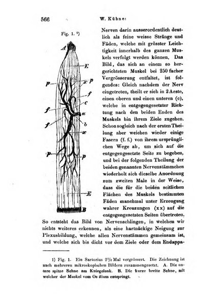 Archiv fur Anatomie, Physiologie und wissenschaftliche medizin