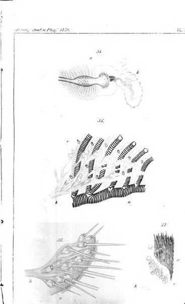 Archiv fur Anatomie, Physiologie und wissenschaftliche medizin