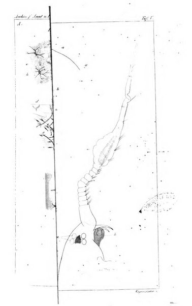 Archiv fur Anatomie, Physiologie und wissenschaftliche medizin