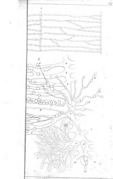 Archiv fur Anatomie, Physiologie und wissenschaftliche medizin