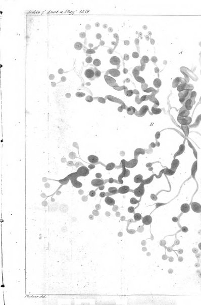 Archiv fur Anatomie, Physiologie und wissenschaftliche medizin