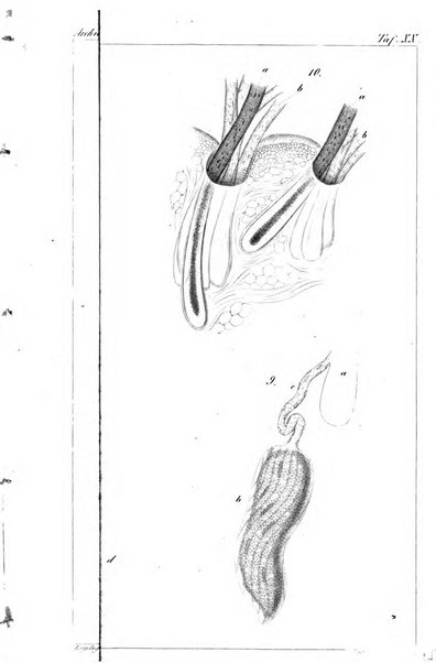 Archiv fur Anatomie, Physiologie und wissenschaftliche medizin