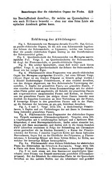 Archiv fur Anatomie, Physiologie und wissenschaftliche medizin