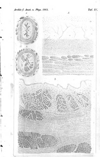 Archiv fur Anatomie, Physiologie und wissenschaftliche medizin