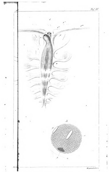 Archiv fur Anatomie, Physiologie und wissenschaftliche medizin