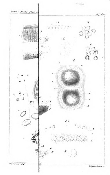 Archiv fur Anatomie, Physiologie und wissenschaftliche medizin