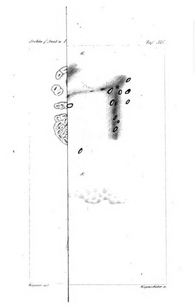 Archiv fur Anatomie, Physiologie und wissenschaftliche medizin