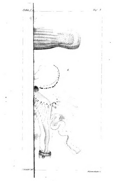 Archiv fur Anatomie, Physiologie und wissenschaftliche medizin