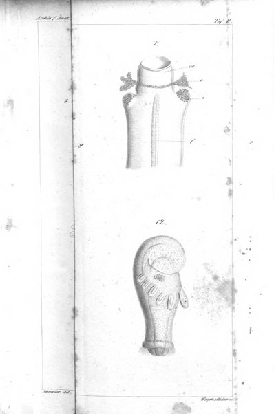 Archiv fur Anatomie, Physiologie und wissenschaftliche medizin