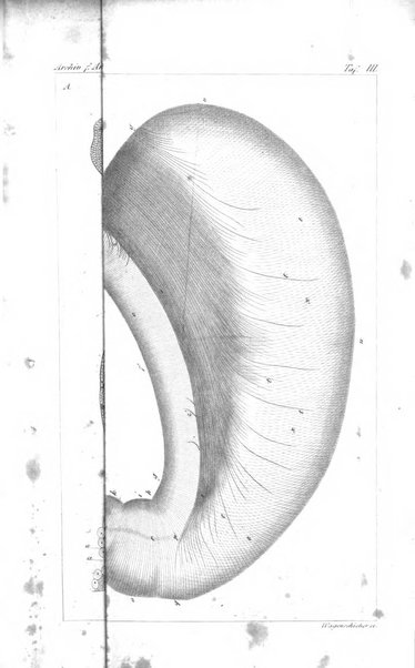 Archiv fur Anatomie, Physiologie und wissenschaftliche medizin