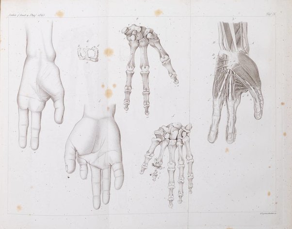 Archiv fur Anatomie, Physiologie und wissenschaftliche medizin