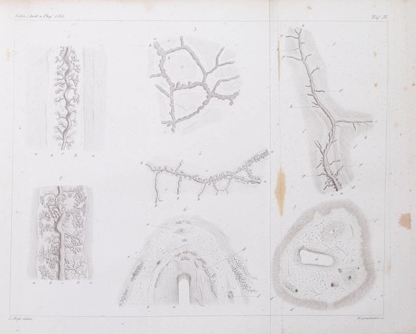 Archiv fur Anatomie, Physiologie und wissenschaftliche medizin