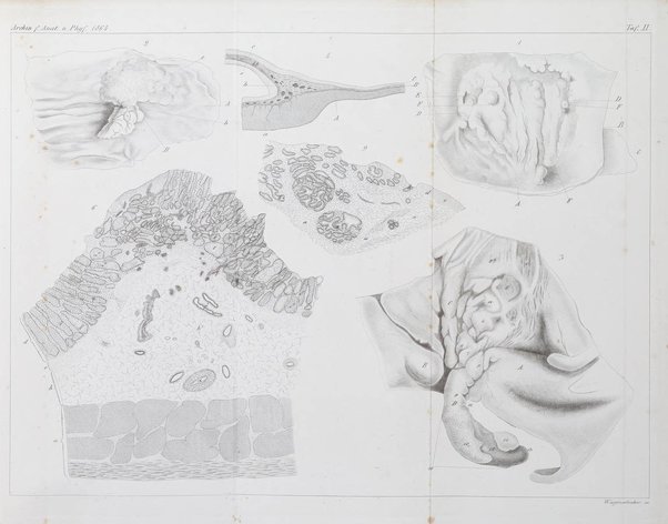 Archiv fur Anatomie, Physiologie und wissenschaftliche medizin