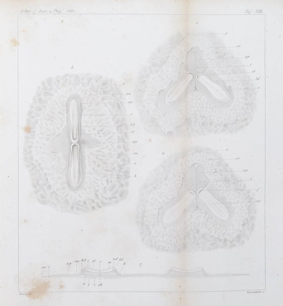 Archiv fur Anatomie, Physiologie und wissenschaftliche medizin