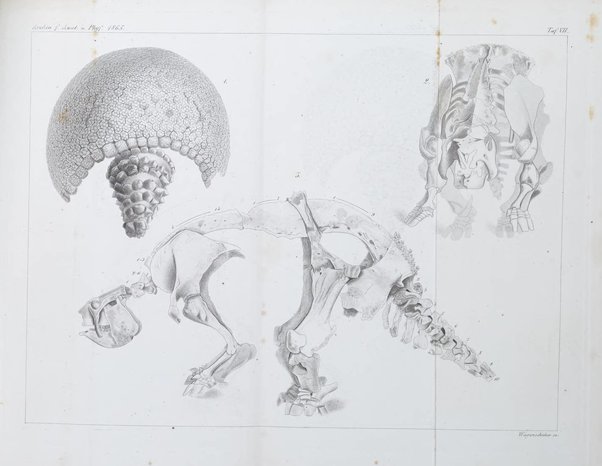 Archiv fur Anatomie, Physiologie und wissenschaftliche medizin