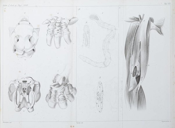 Archiv fur Anatomie, Physiologie und wissenschaftliche medizin