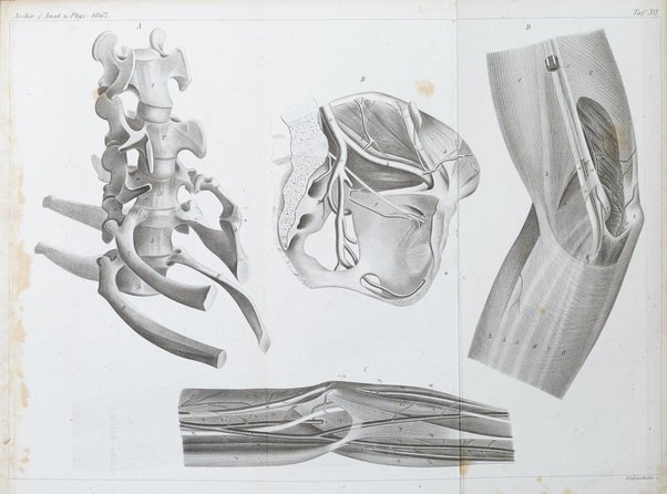 Archiv fur Anatomie, Physiologie und wissenschaftliche medizin