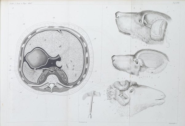 Archiv fur Anatomie, Physiologie und wissenschaftliche medizin