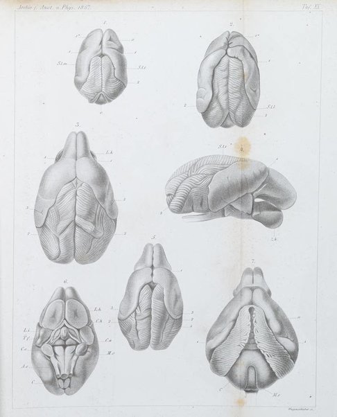 Archiv fur Anatomie, Physiologie und wissenschaftliche medizin