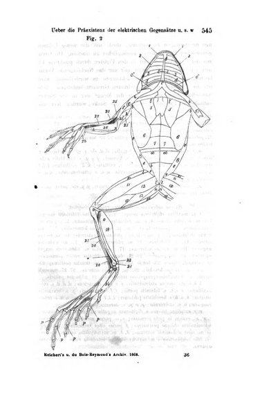 Archiv fur Anatomie, Physiologie und wissenschaftliche medizin