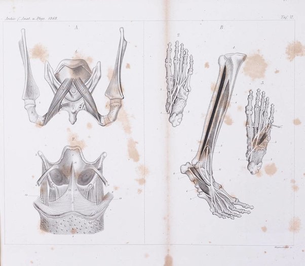 Archiv fur Anatomie, Physiologie und wissenschaftliche medizin