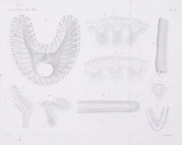 Archiv fur Anatomie, Physiologie und wissenschaftliche medizin