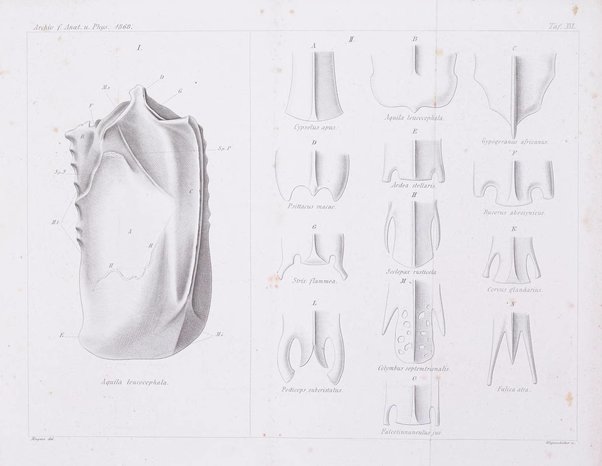 Archiv fur Anatomie, Physiologie und wissenschaftliche medizin