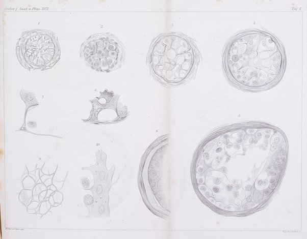 Archiv fur Anatomie, Physiologie und wissenschaftliche medizin