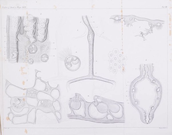 Archiv fur Anatomie, Physiologie und wissenschaftliche medizin