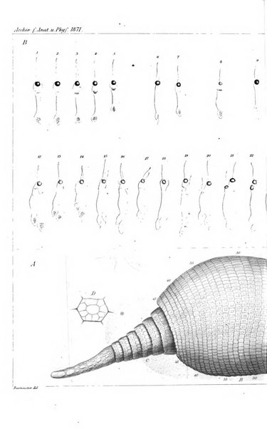 Archiv fur Anatomie, Physiologie und wissenschaftliche medizin