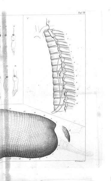 Archiv fur Anatomie, Physiologie und wissenschaftliche medizin