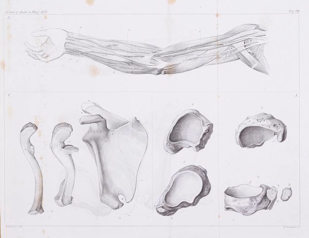 Archiv fur Anatomie, Physiologie und wissenschaftliche medizin