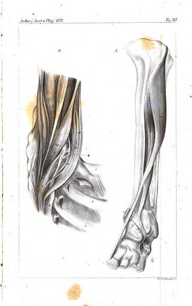 Archiv fur Anatomie, Physiologie und wissenschaftliche medizin