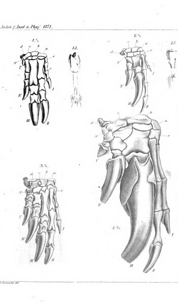 Archiv fur Anatomie, Physiologie und wissenschaftliche medizin