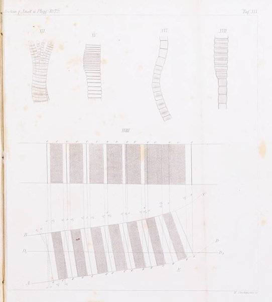 Archiv fur Anatomie, Physiologie und wissenschaftliche medizin