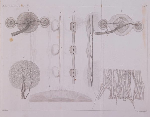 Archiv fur Anatomie, Physiologie und wissenschaftliche medizin