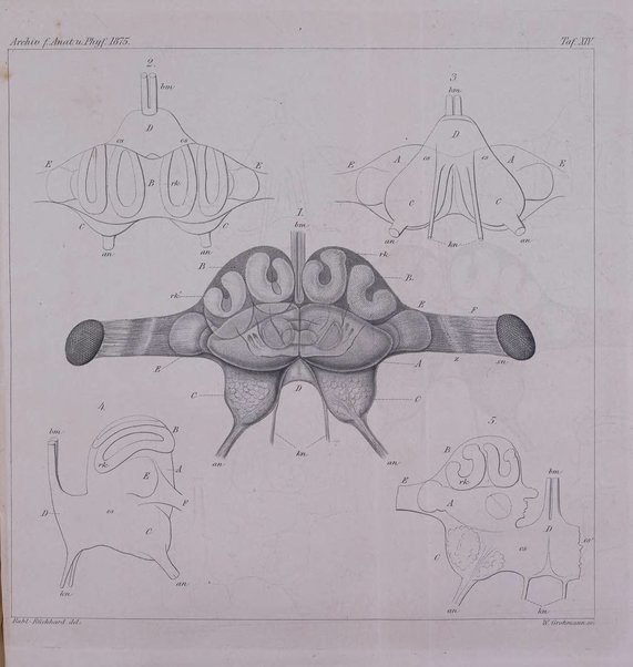 Archiv fur Anatomie, Physiologie und wissenschaftliche medizin