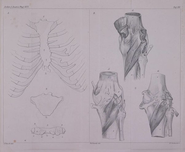 Archiv fur Anatomie, Physiologie und wissenschaftliche medizin