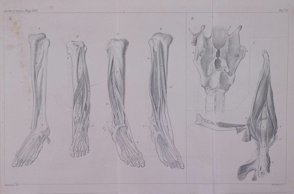 Archiv fur Anatomie, Physiologie und wissenschaftliche medizin