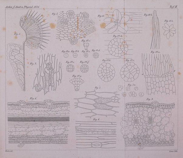 Archiv fur Anatomie, Physiologie und wissenschaftliche medizin