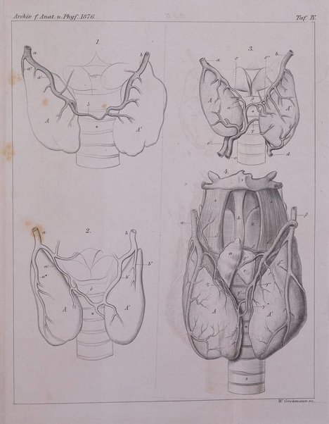 Archiv fur Anatomie, Physiologie und wissenschaftliche medizin