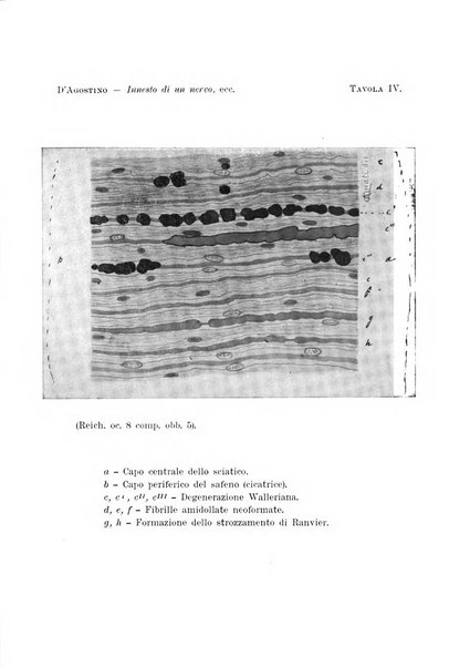 Archivio di ortopedia pubblicazione ufficiale del Pio istituto dei rachitici <1924-1950>