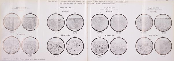 Archivio di ortopedia pubblicazione ufficiale del Pio istituto dei rachitici <1924-1950>