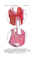 giornale/TO00176849/1925/unico/00000065