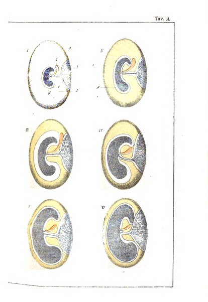 Archivio di ostetricia e ginecologia