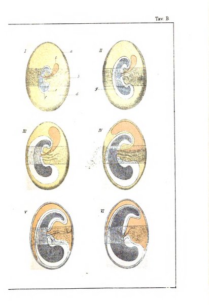 Archivio di ostetricia e ginecologia