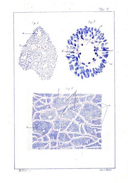 Archivio di ostetricia e ginecologia